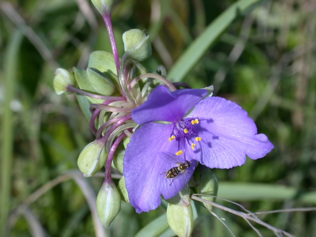 Dayflower Bloom