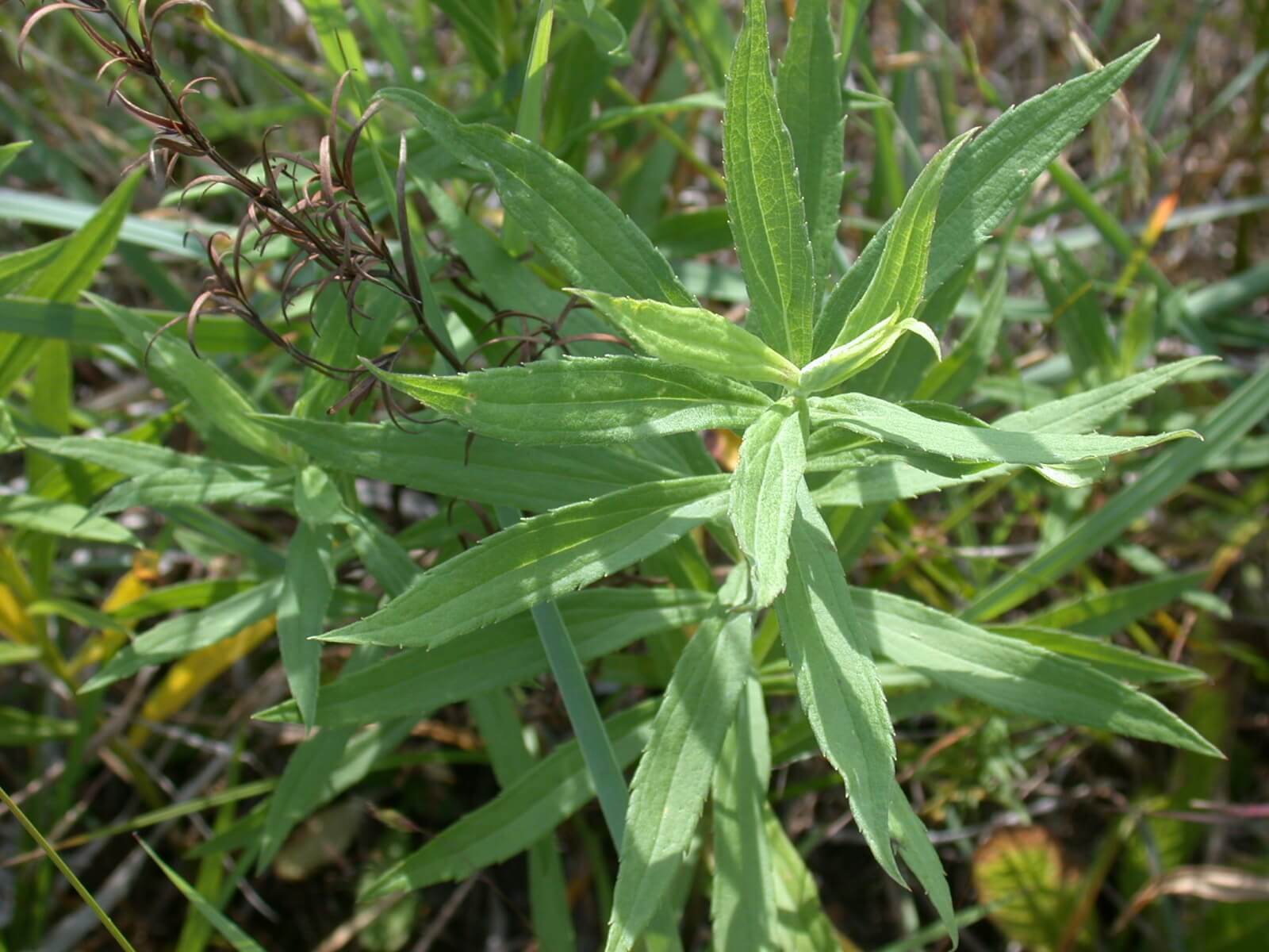 Goldenrod Plant