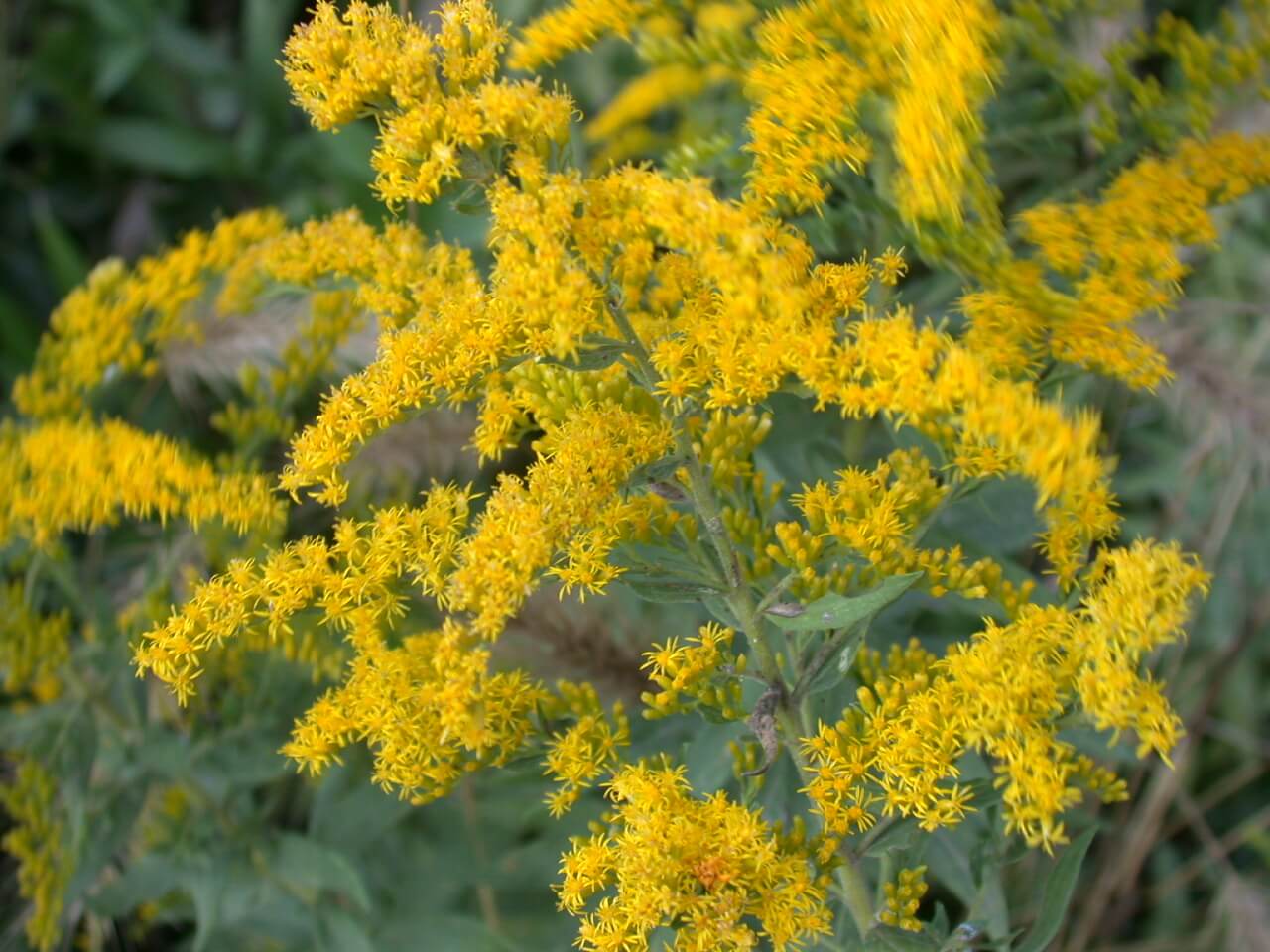 Goldenrod Bloom