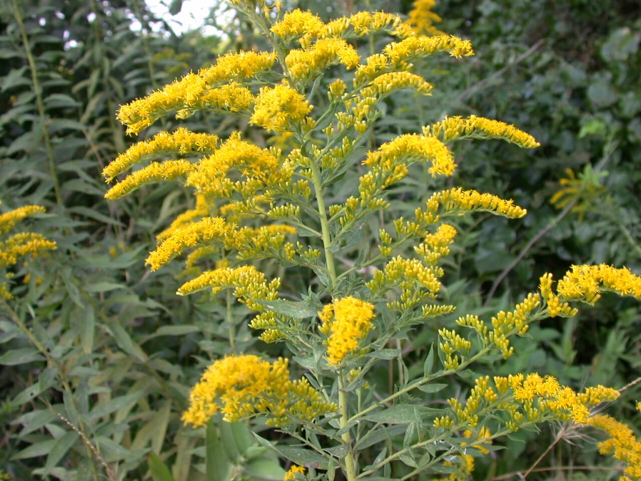 Goldenrod