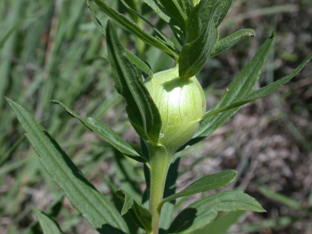 Goldenrod Gall