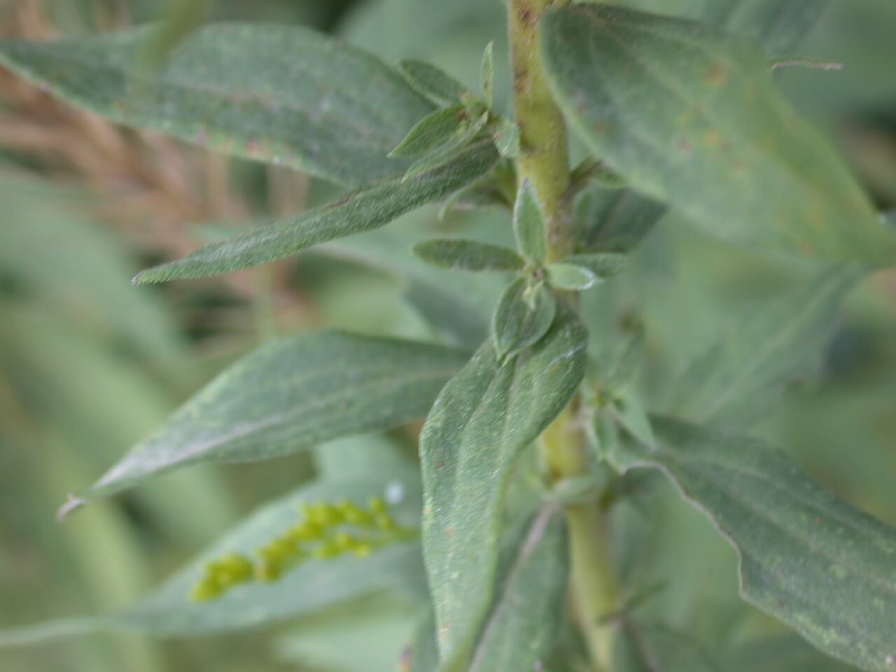 Goldenrod Leaves