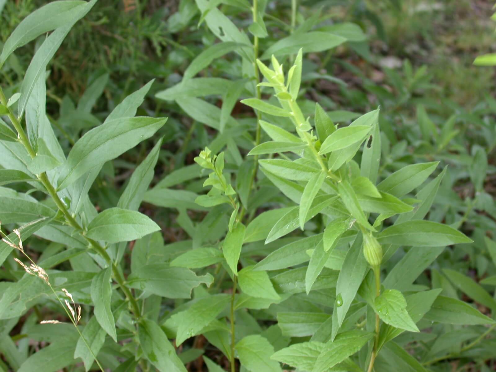 Goldenrod Plant