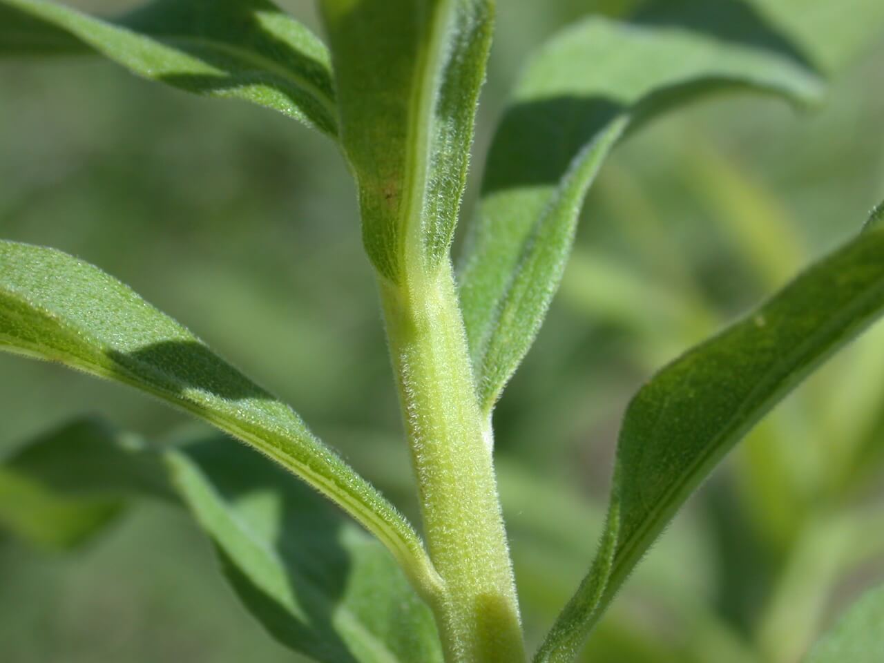 Goldenrod stems feel soft because they grow tiny hairs.