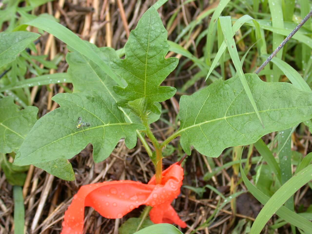 Horsenettle leaves and stems are green with small thorns.