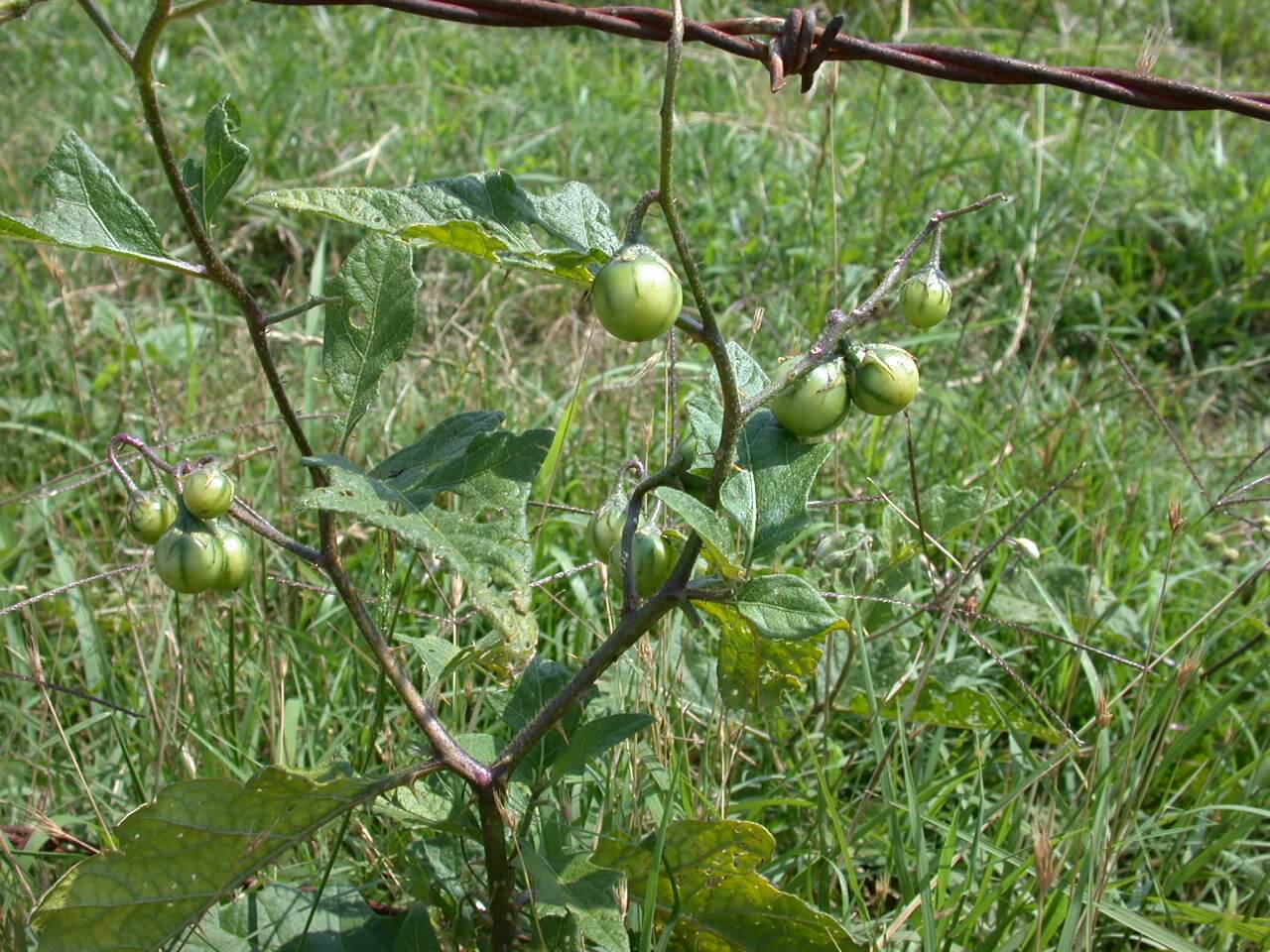 Horsenettle berries grow; they are small, spherical and these immature berries are green.