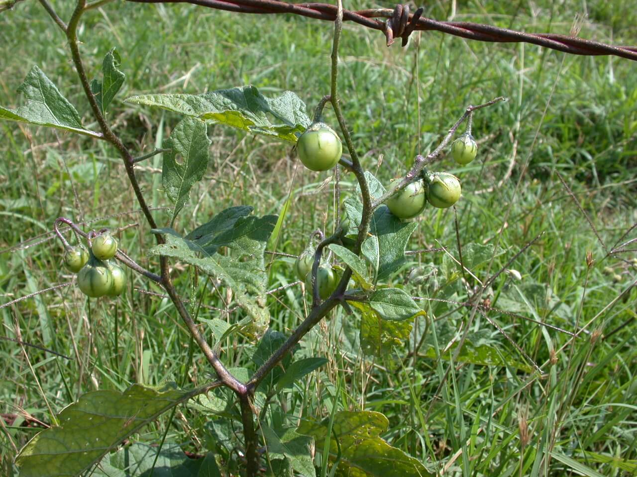 Horsenettle Berries Horsenettle berries grow; they are small, spherical and these immature berries are green.
