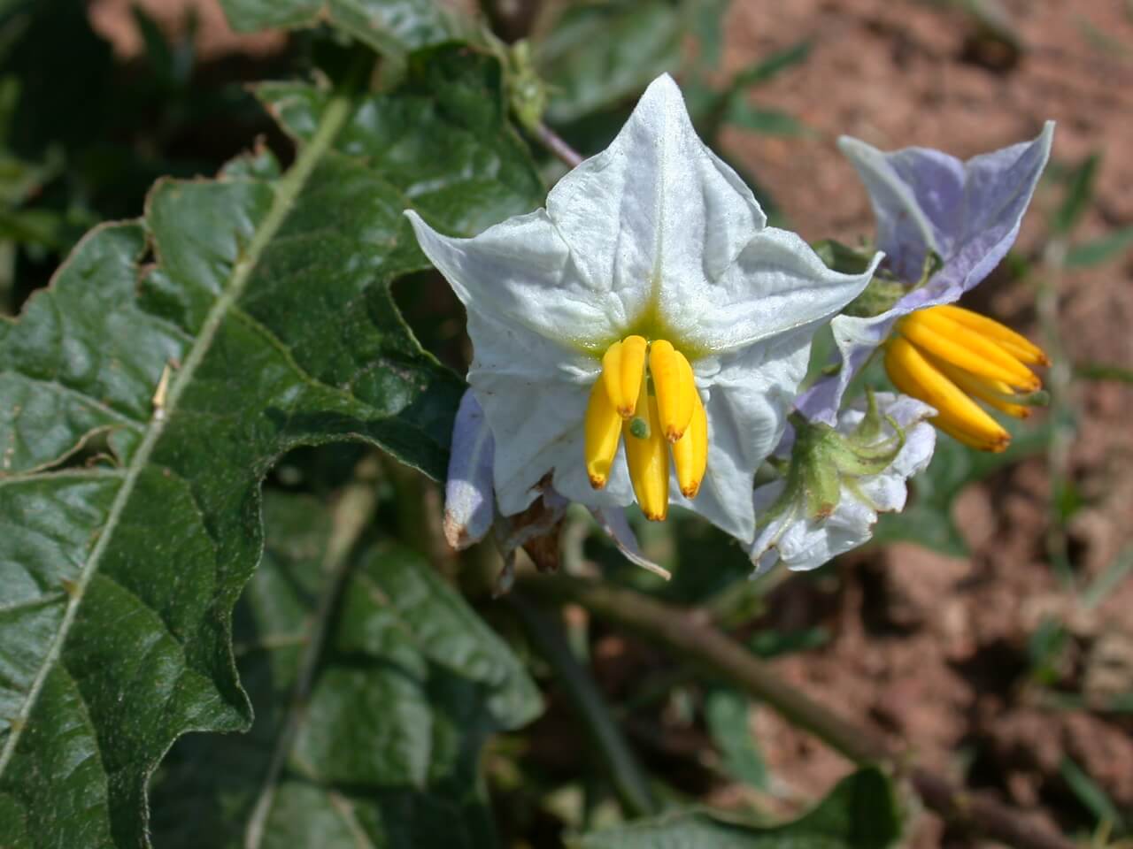 This horsenettle bloom is light purple to light with a yellow center.