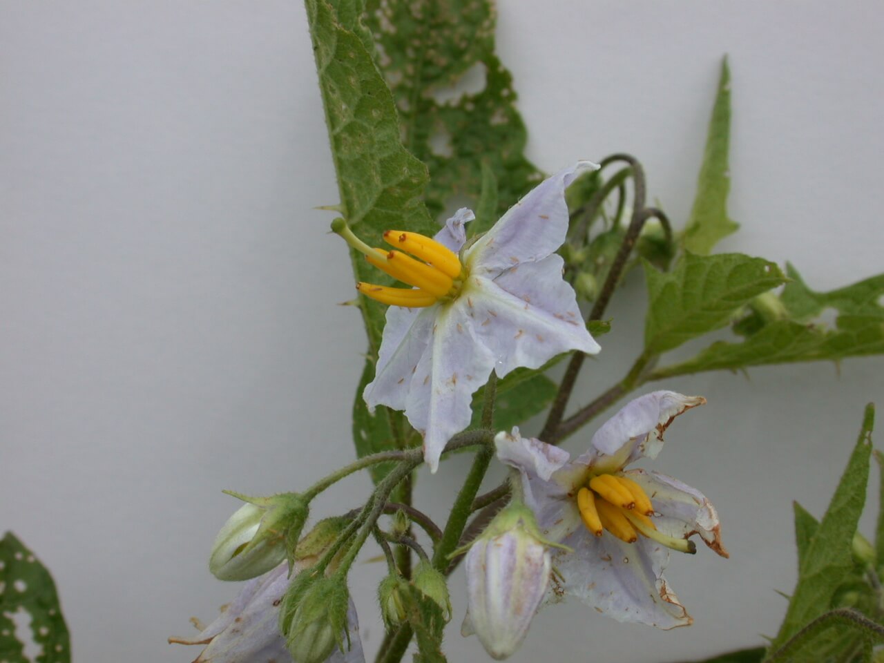 This horsenettle bloom is light purple to light with a yellow center.