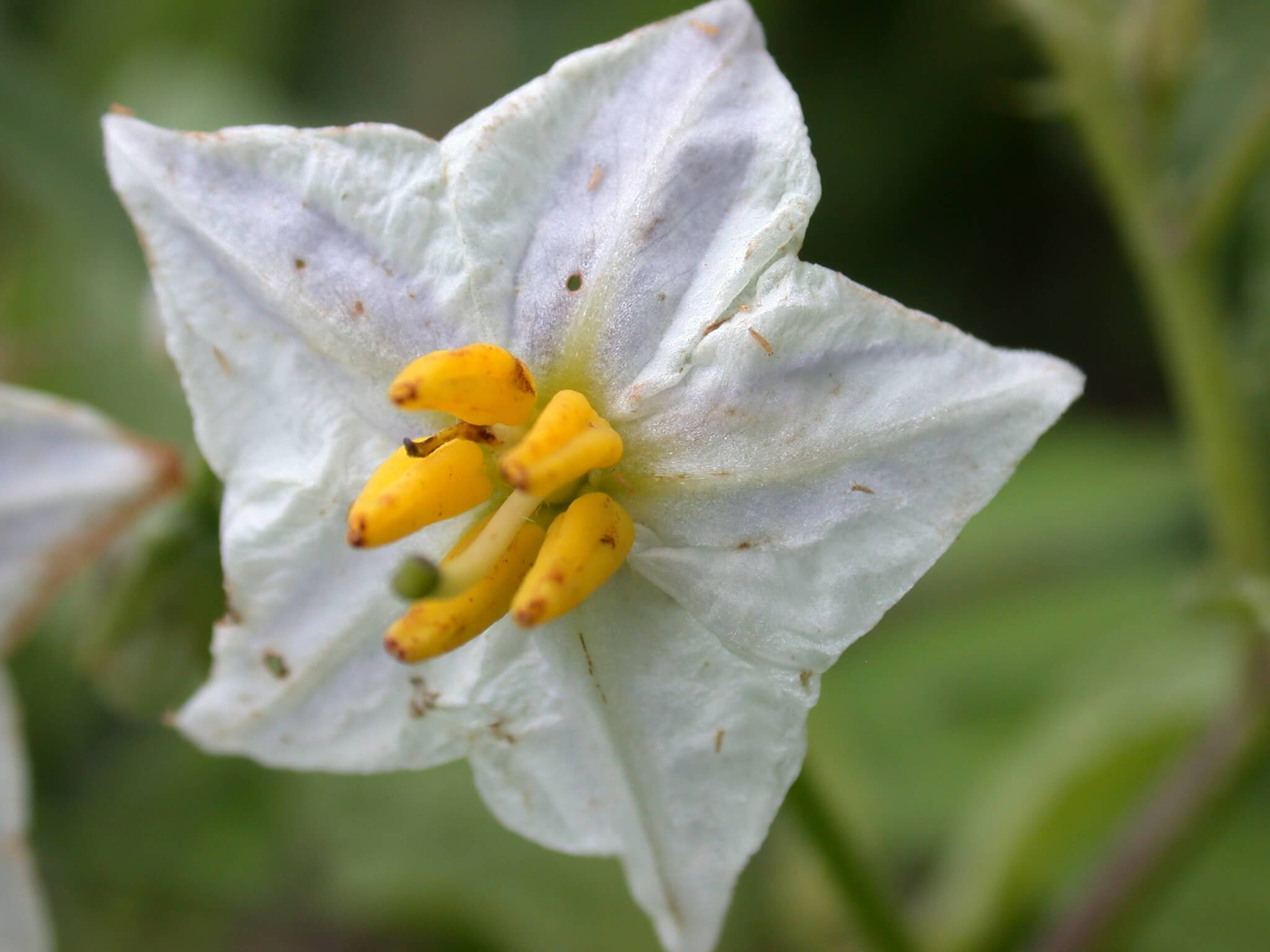 This horsenettle bloom is white with a yellow center.