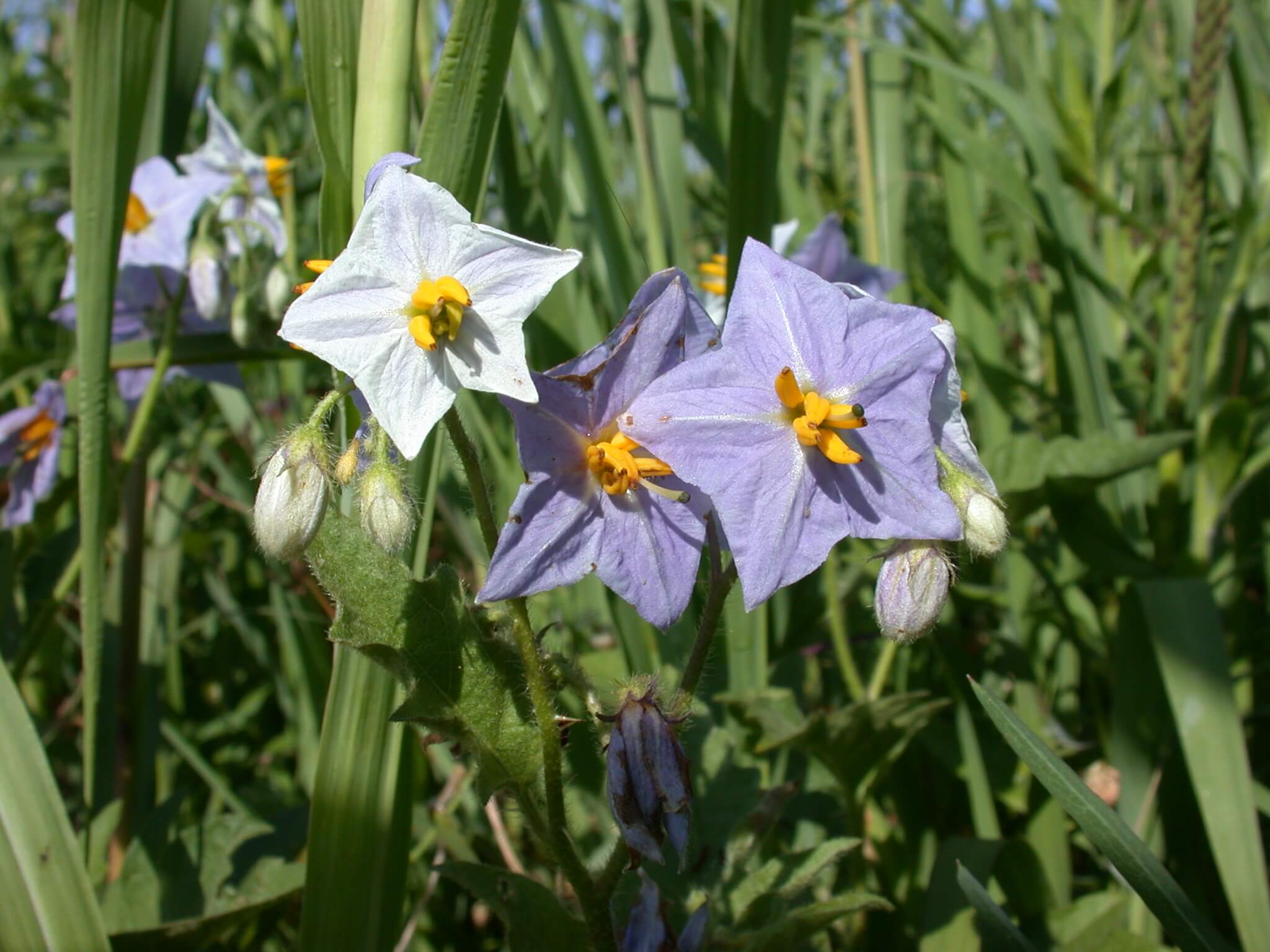 This horsenettle bloom is light purple to light with a yellow center; notice the spikes on the stems and buds.