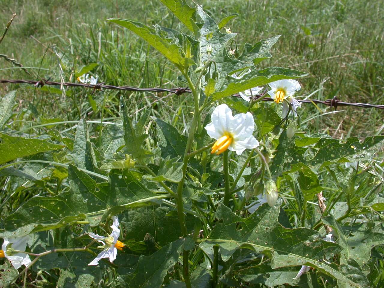 This horsenettle bloom is light purple to light with a yellow center; notice the spikes on the stems and buds.