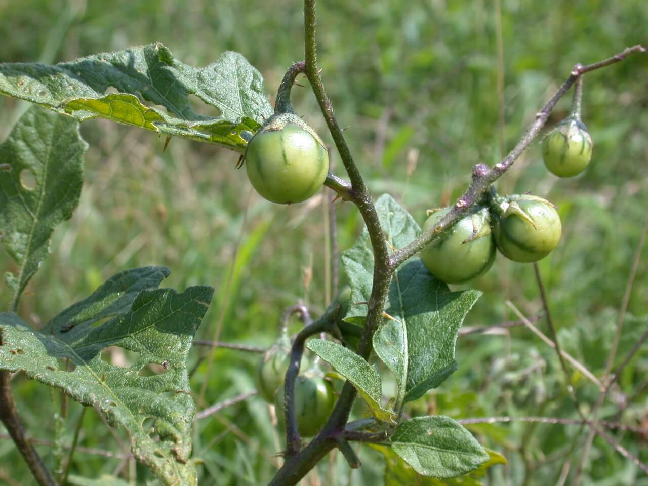 Horsenettle Fruit This fruit from horsenettle is unripe; its light green with darker green stripes.