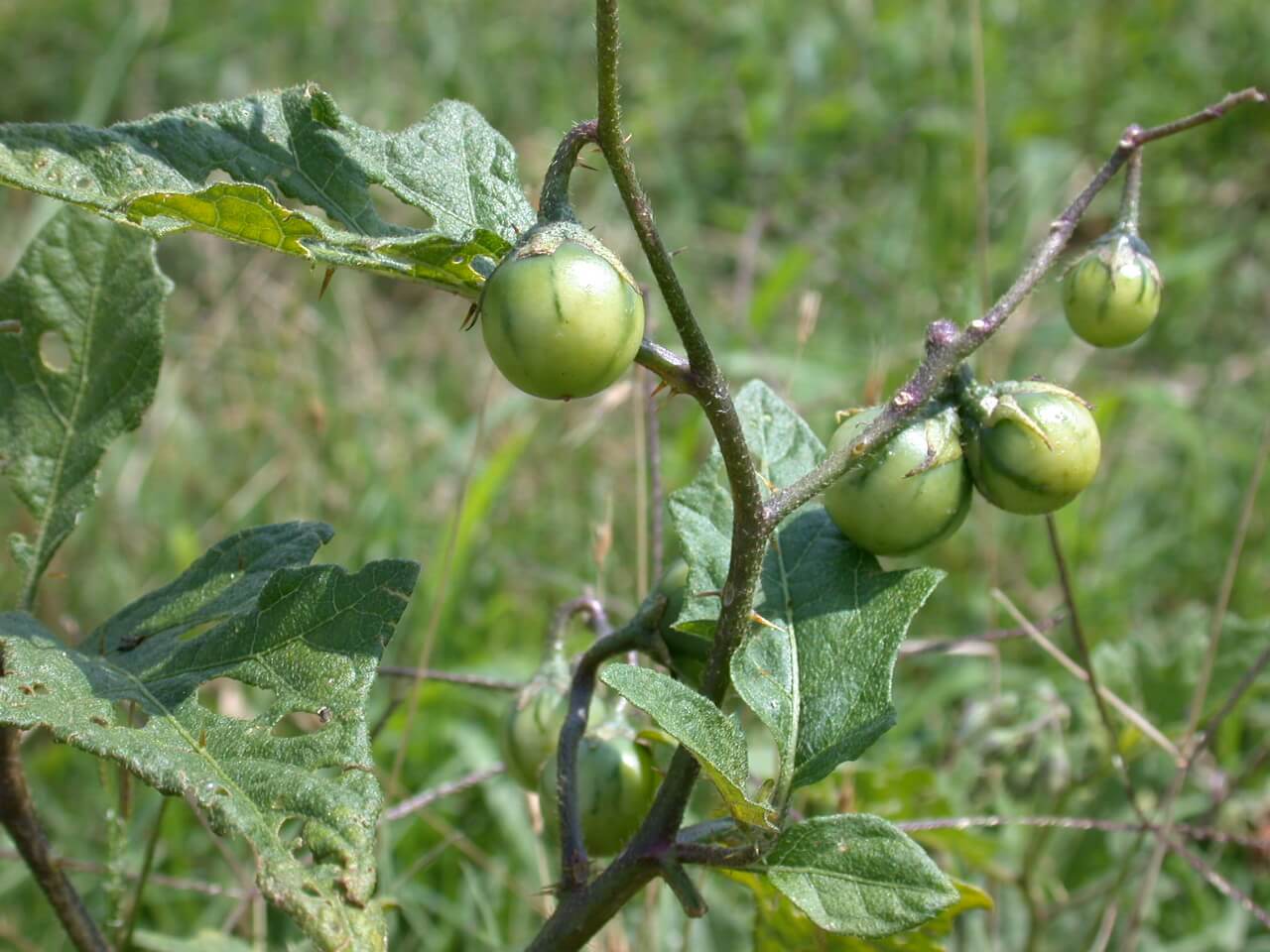 This fruit from horsenettle is unripe; its light green with darker green stripes.