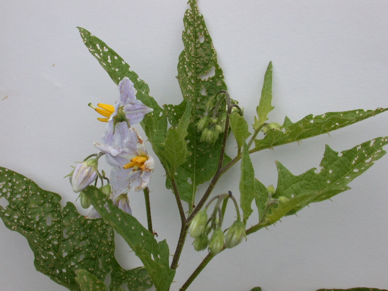 Horsenettle Plant Horsnettle plant consists of green leaves, stems with thorns and flowers.