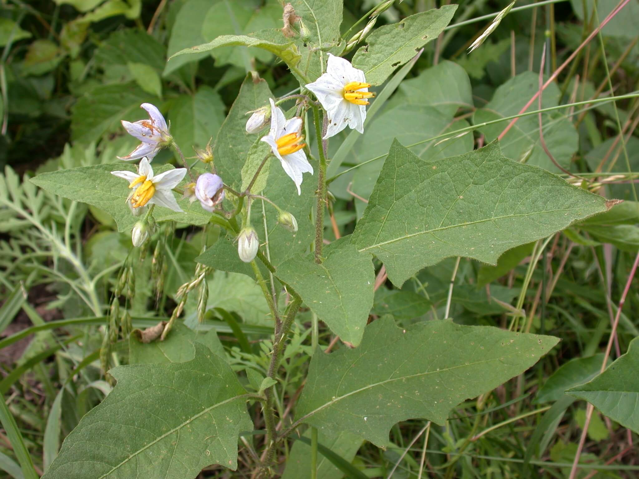 Horsnettle plant consists of green leaves, stems with thorns and flowers.