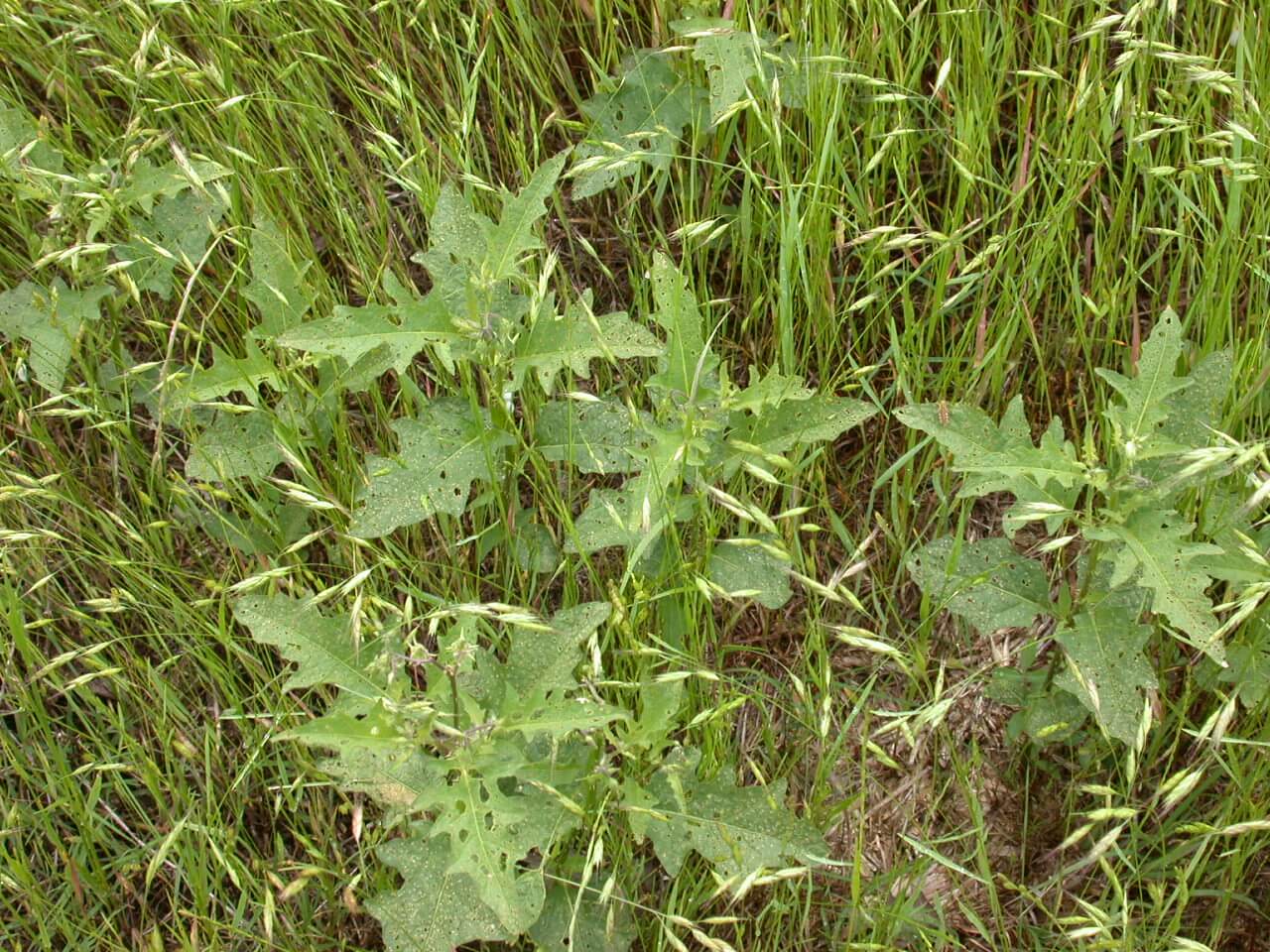 Horsenettle Plant Horsenettle Plant