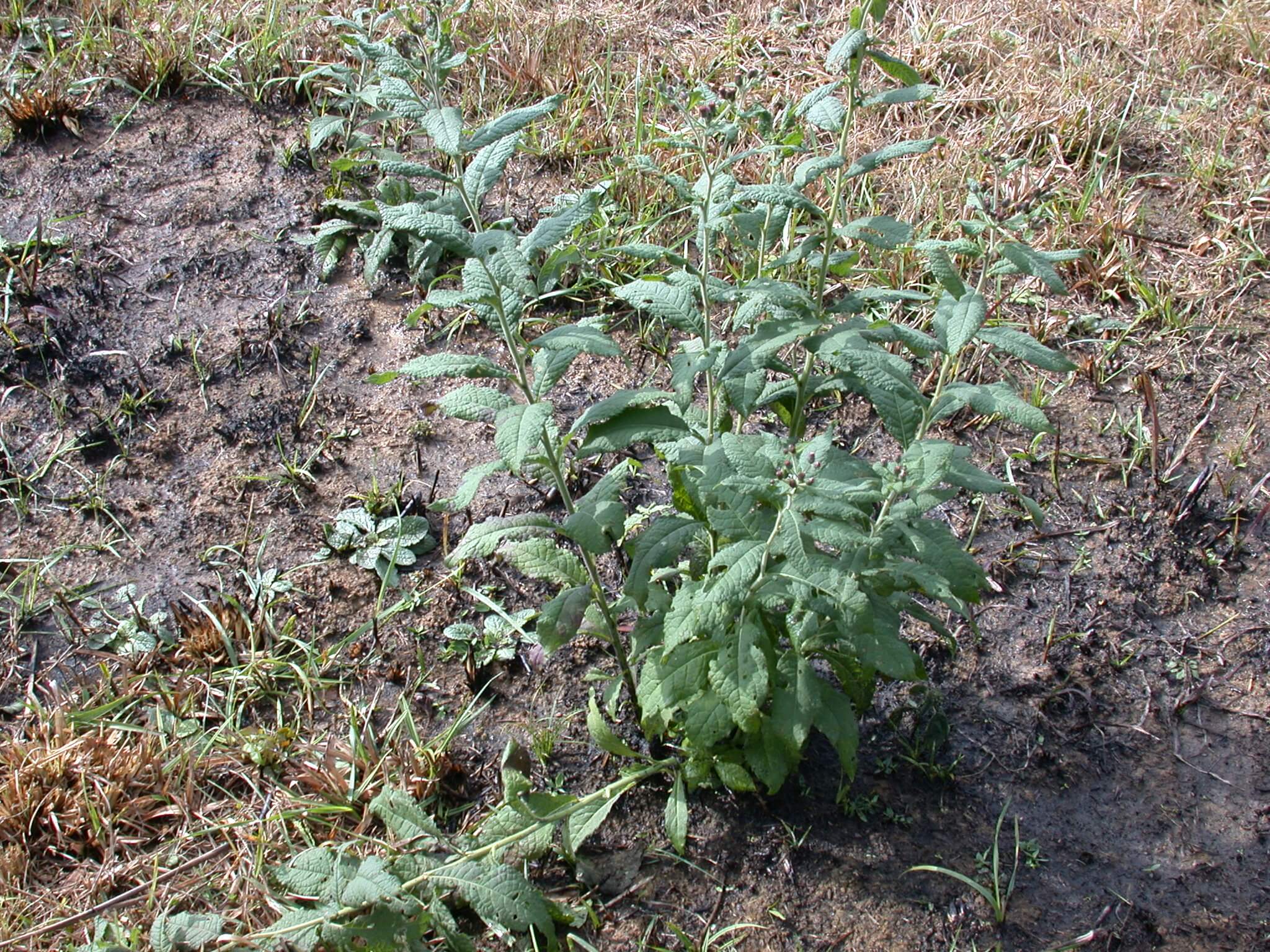 Ironweed grows in small clusters.