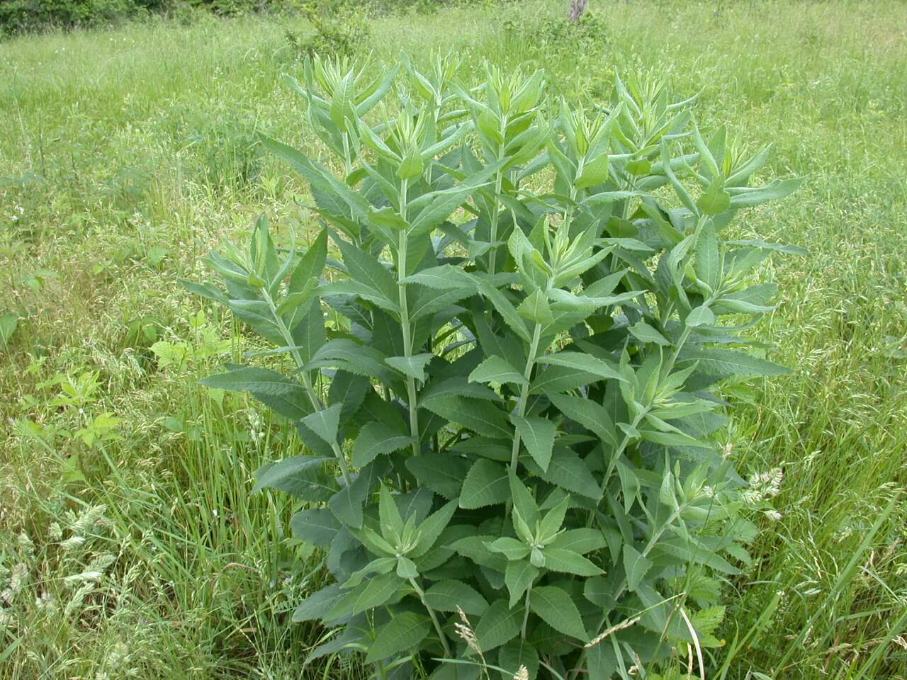 Ironweed Plant