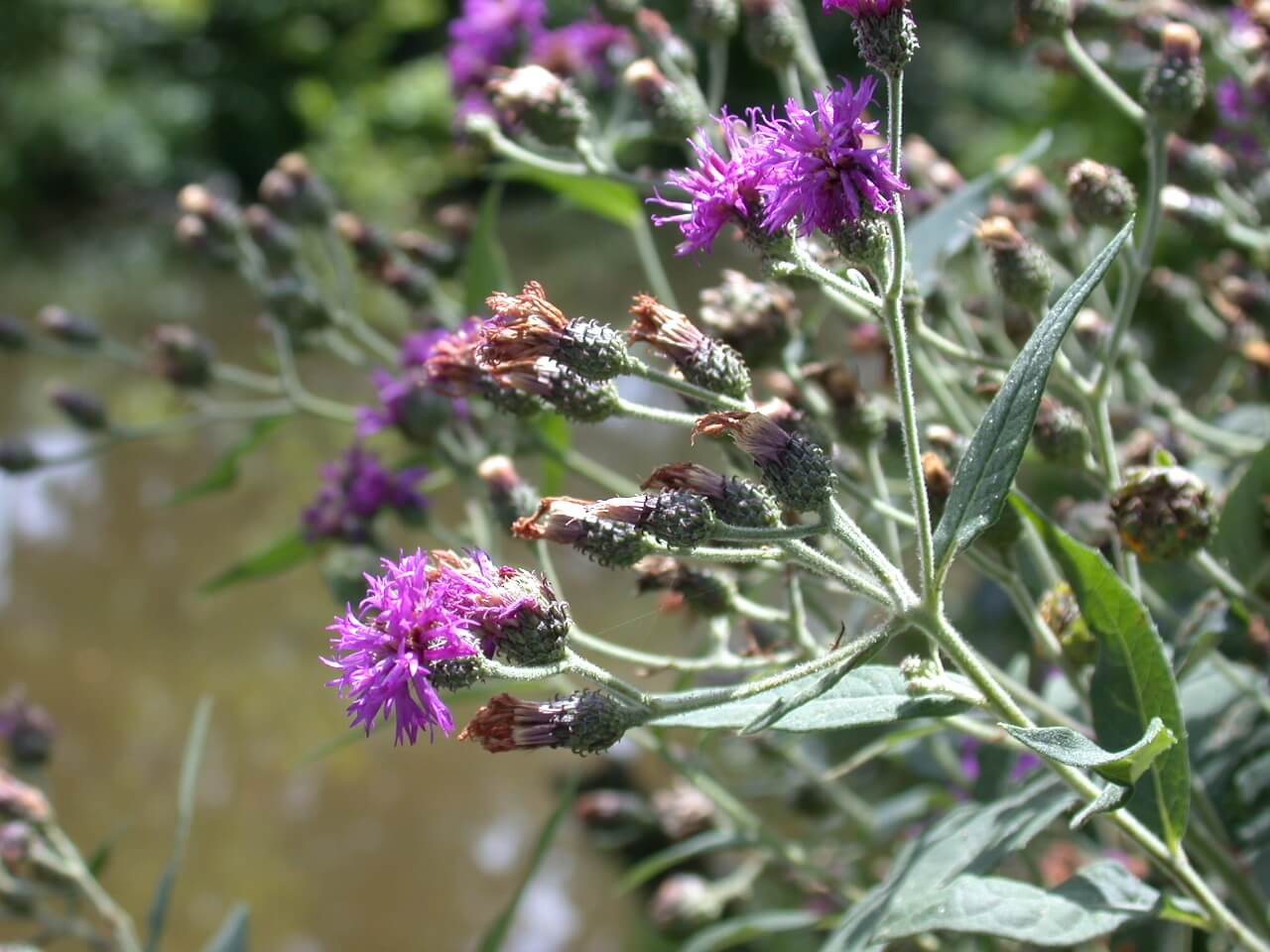 Ironweed blooms are dark purple.