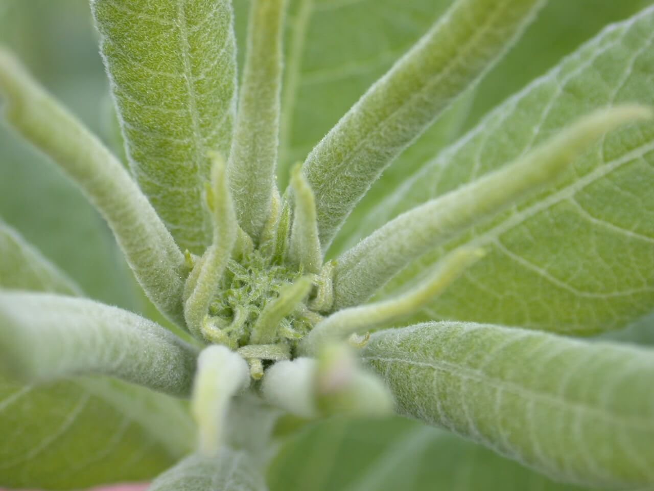 Ironweed Bud