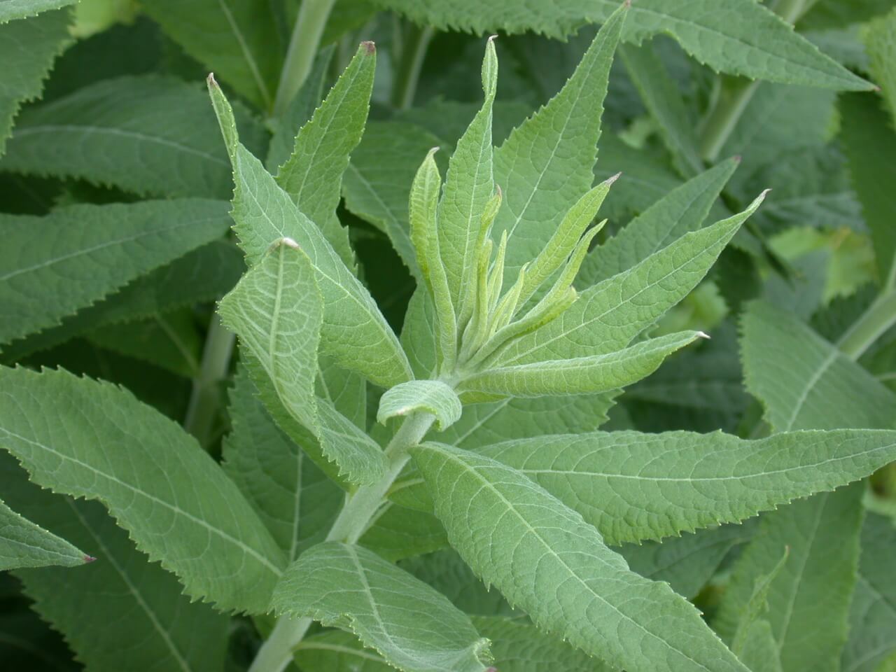 Ironweed leaves are green and thin and appear to be velvety.