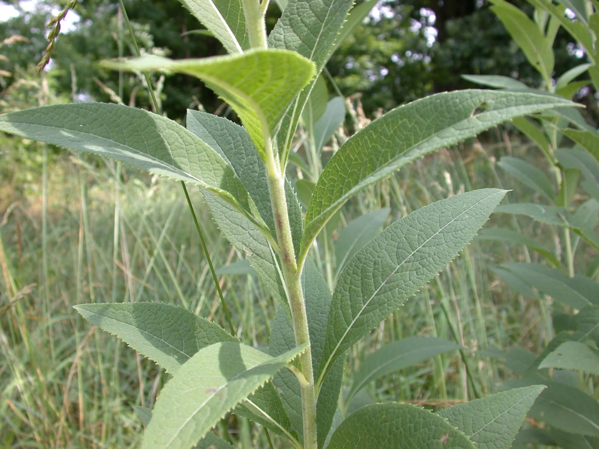 Ironweed leaves and stems are green and appear to be velvety.