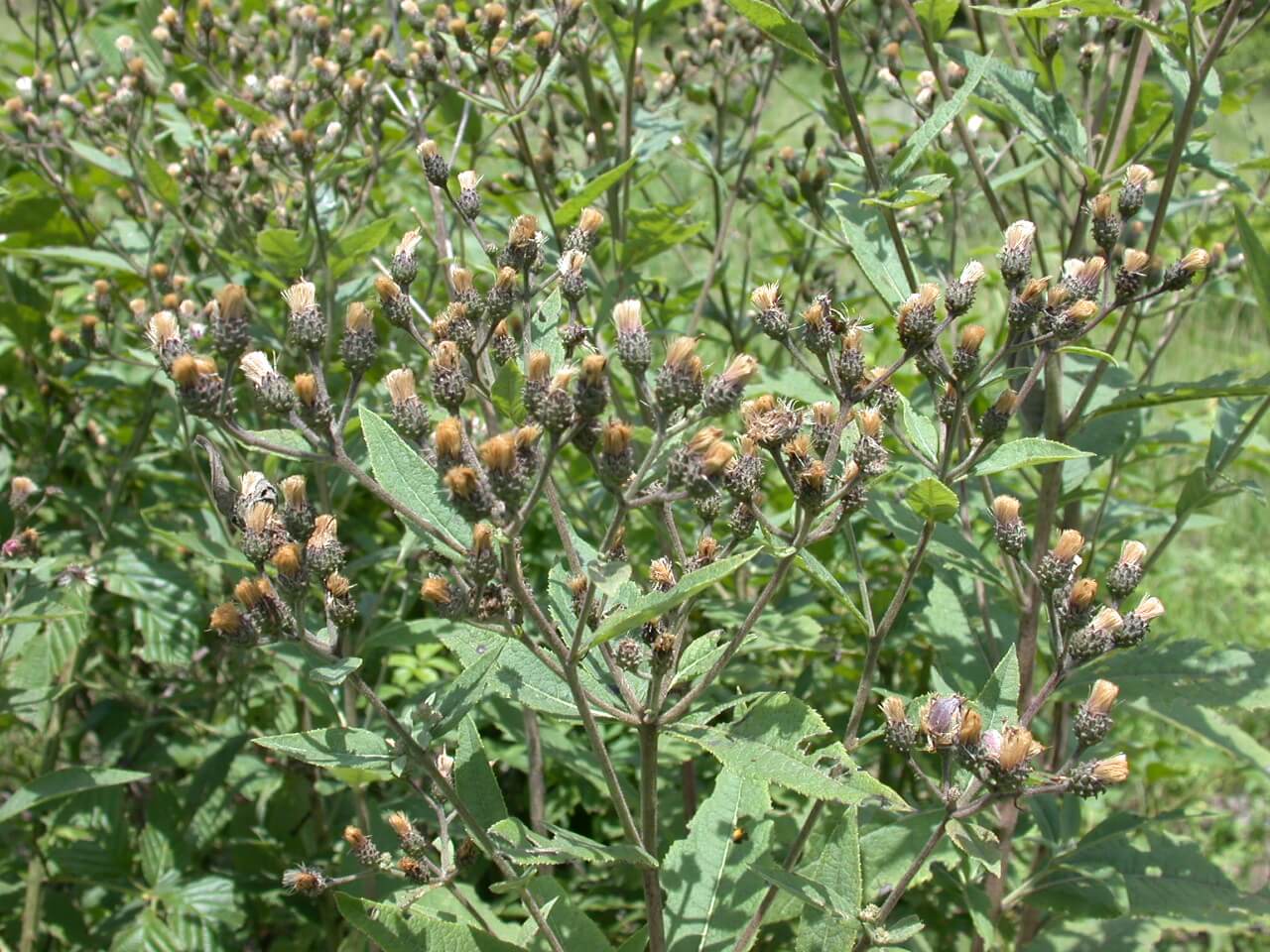 Ironweed Mature