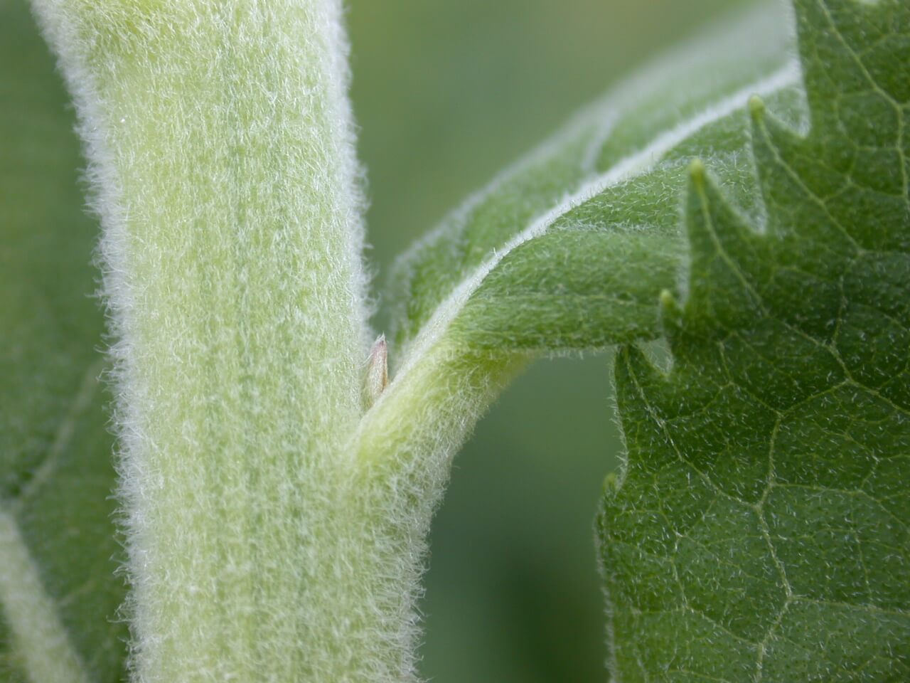 Ironweed stems have tiny hairs making it appear to be velvety.