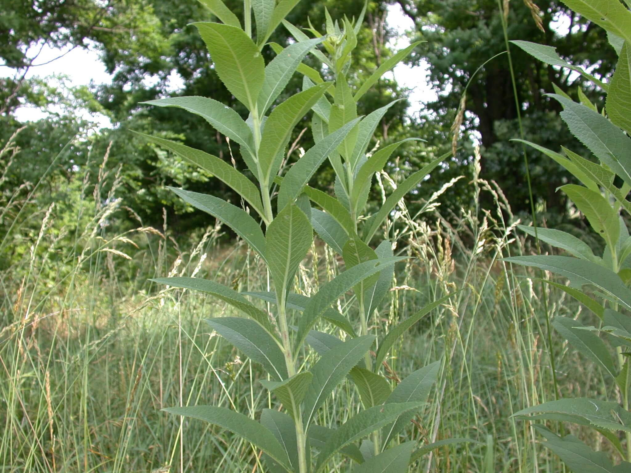 Ironweed stems are tall and contain many leaves.