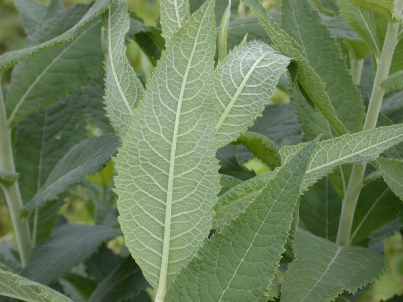 Underneath of an ironweed is light green and vainy.