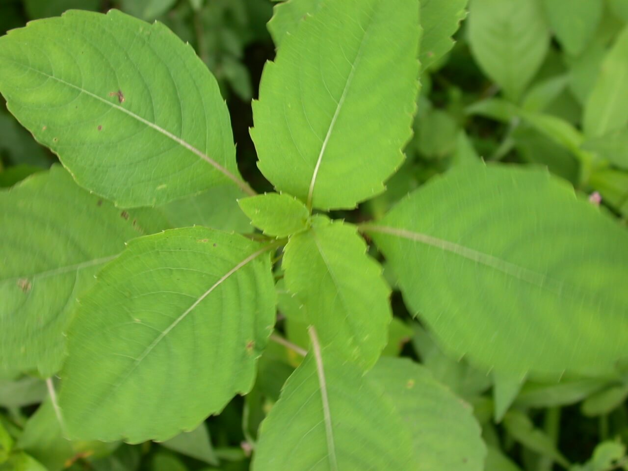 Jewel Weed Plant