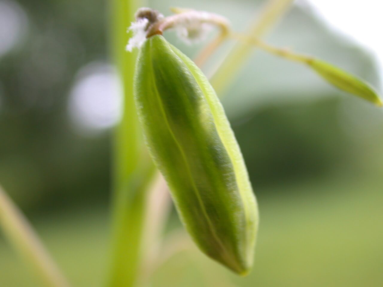 Jewel Weed Seedpod