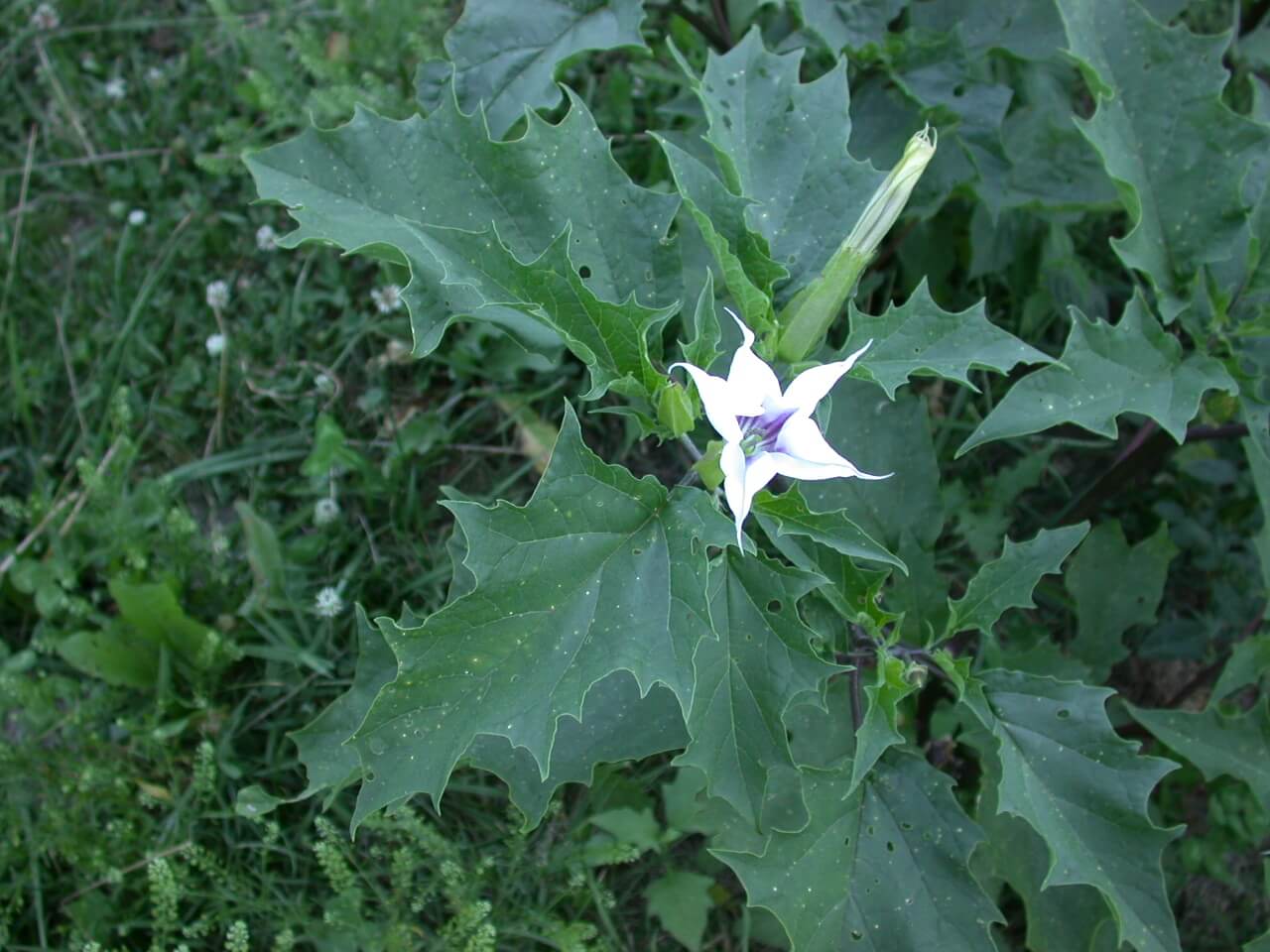Jimson weed plant with flower.