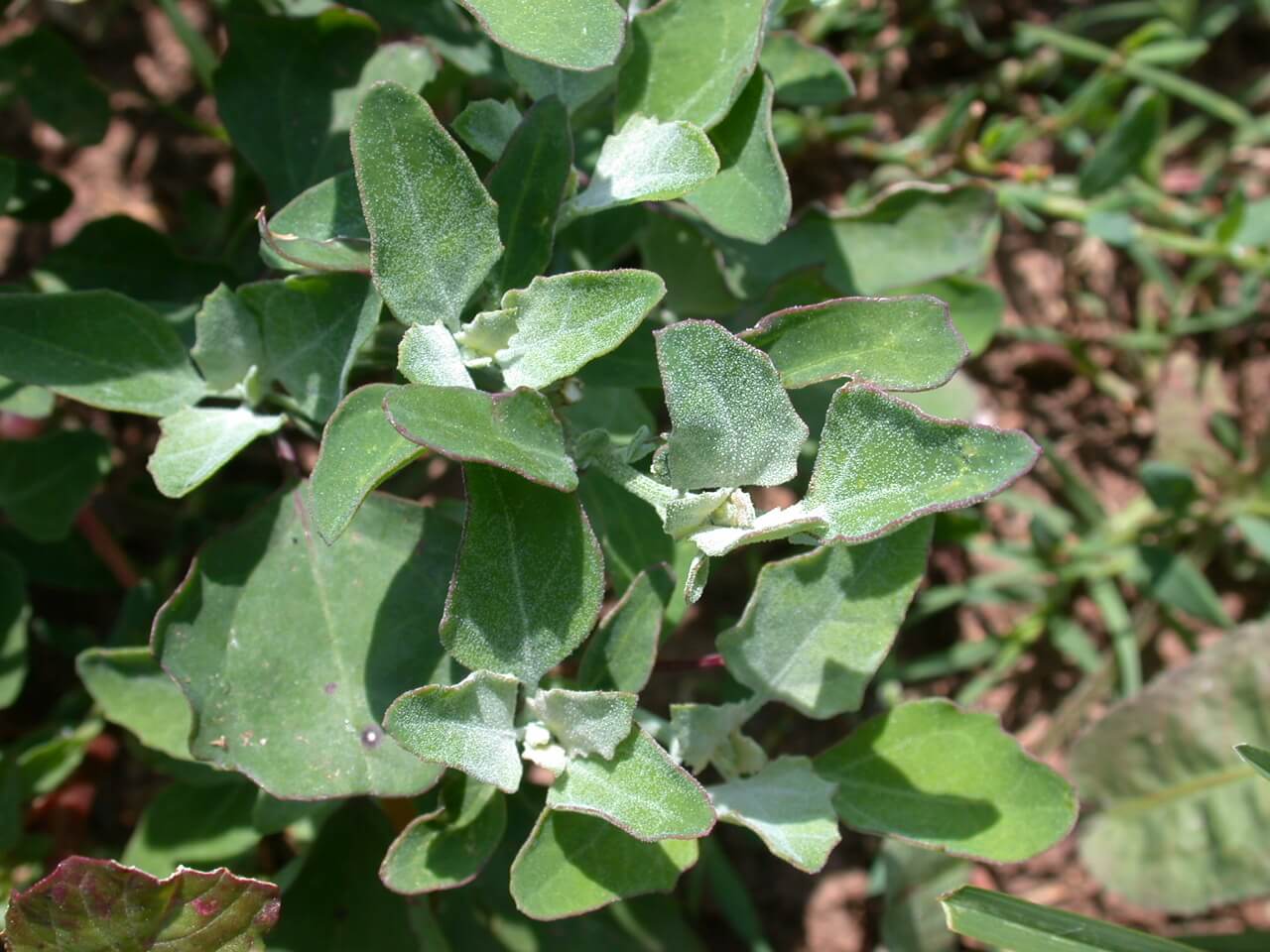 Lambsquarter leaves are small and dark green with purple-tinged edges.