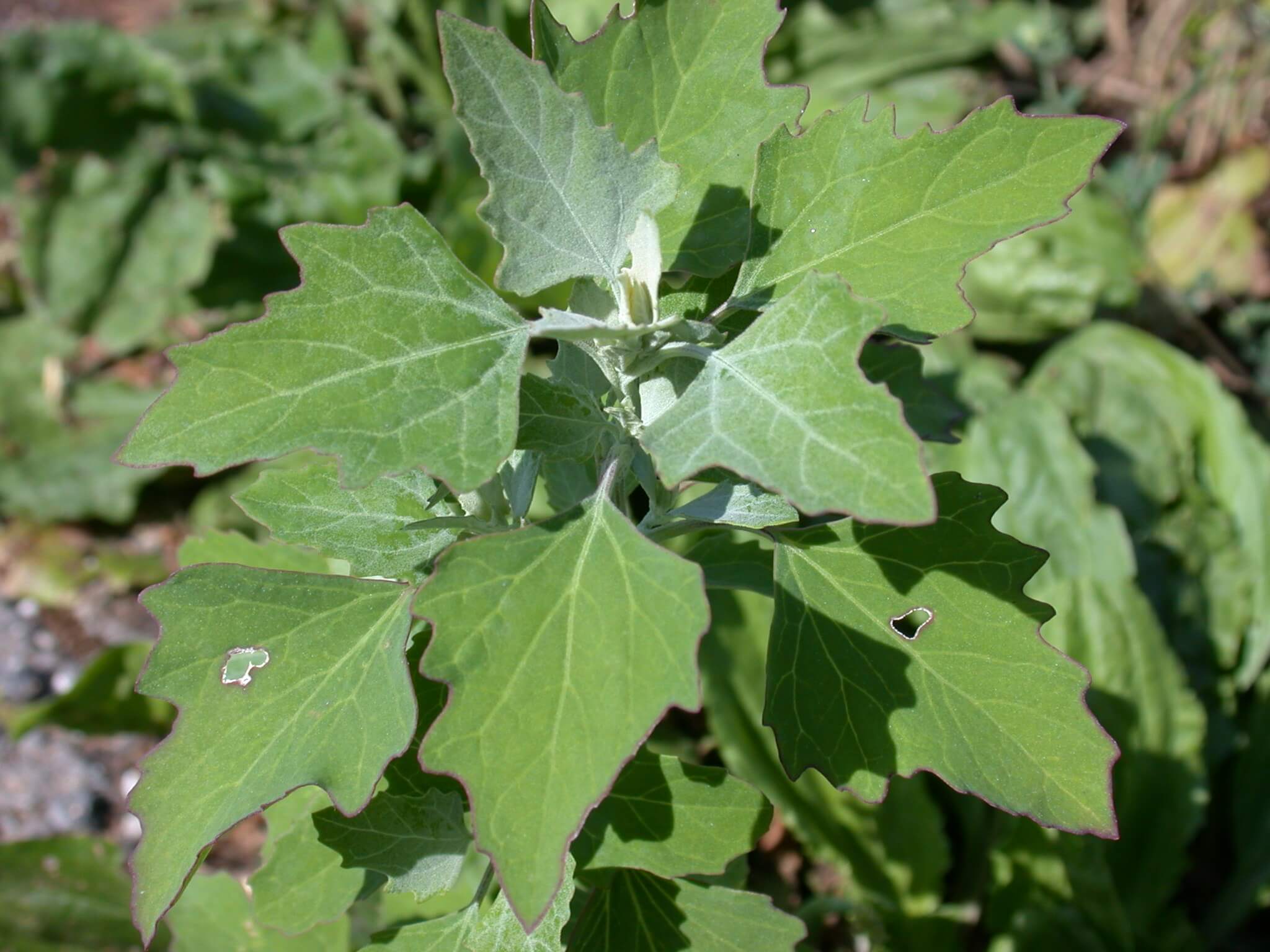 Lambsquarter Plant