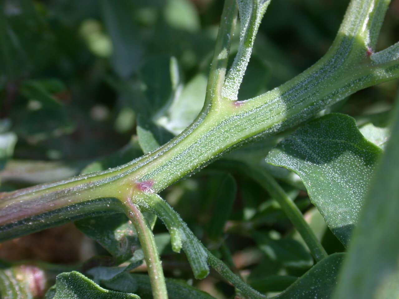 Lambsquarter Stem