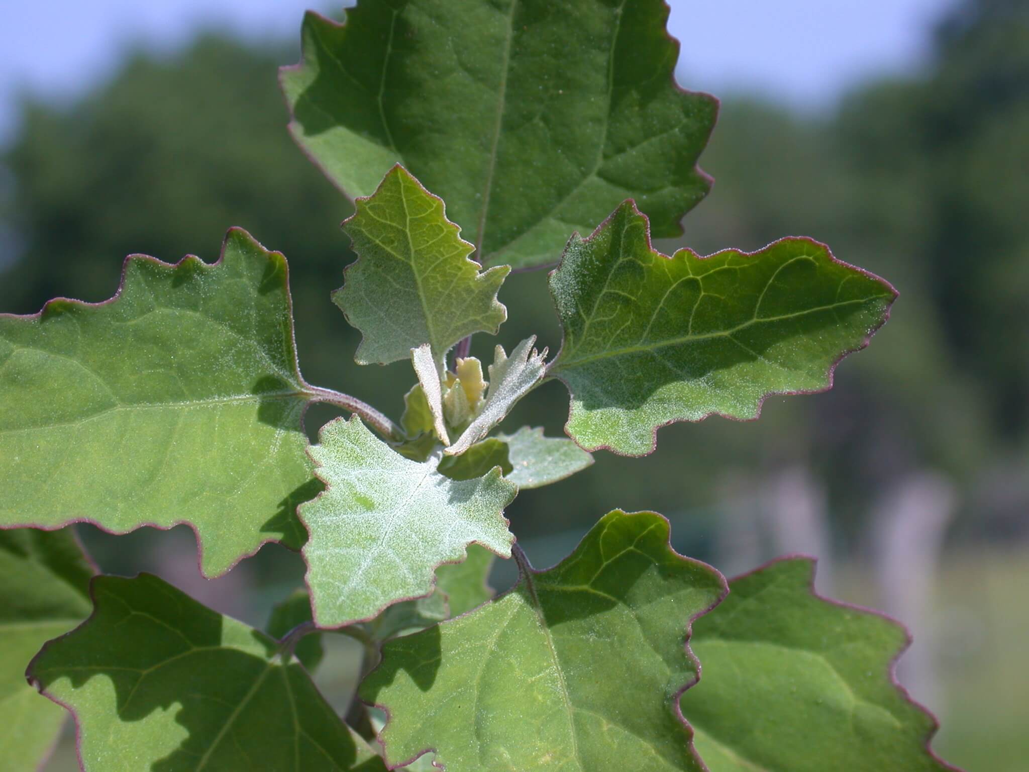 Lambsquarter leaves are small and dark green with purple-tinged edges.