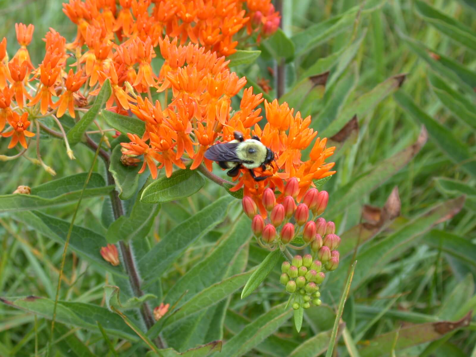 Butterfly Milkweed