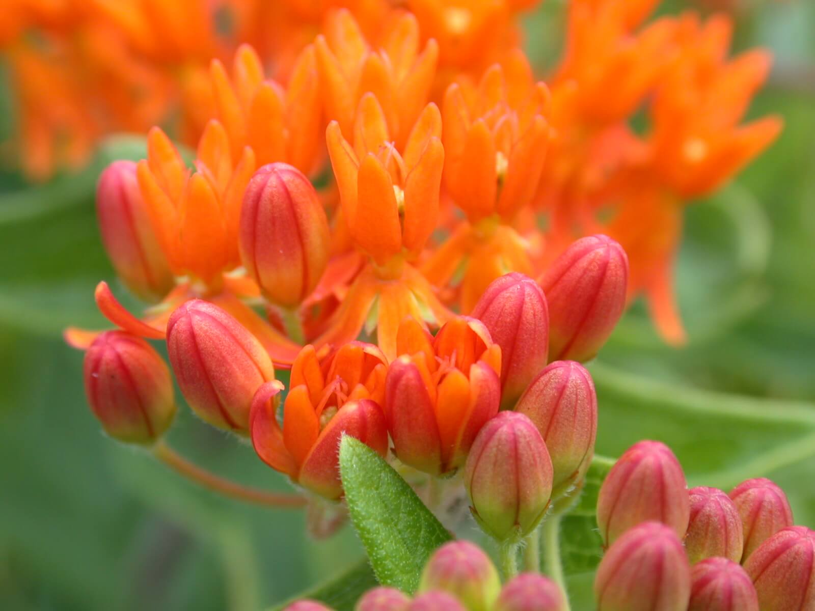 Orange butterfly milkweed.