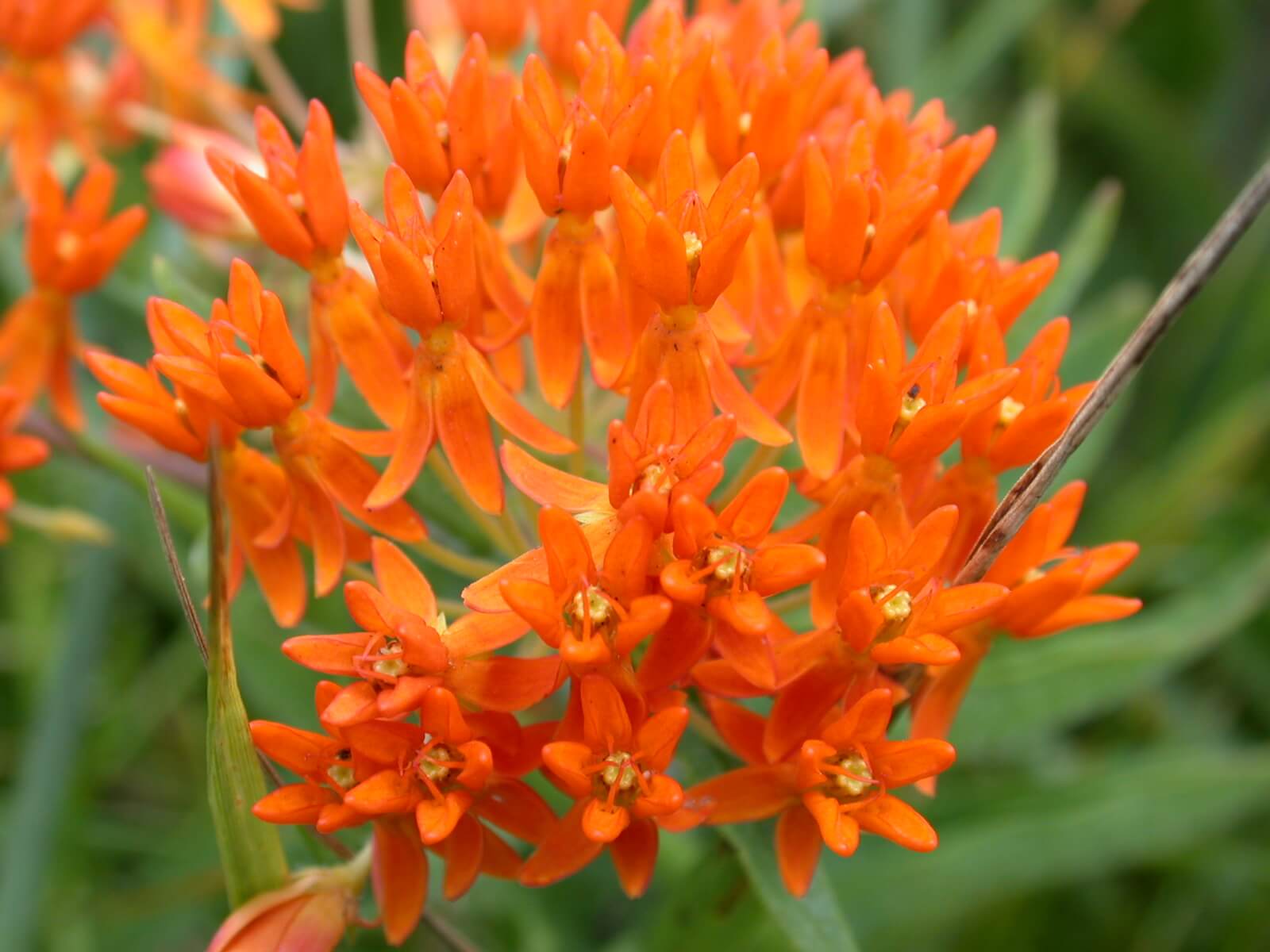 Orange butterfly milkweed.