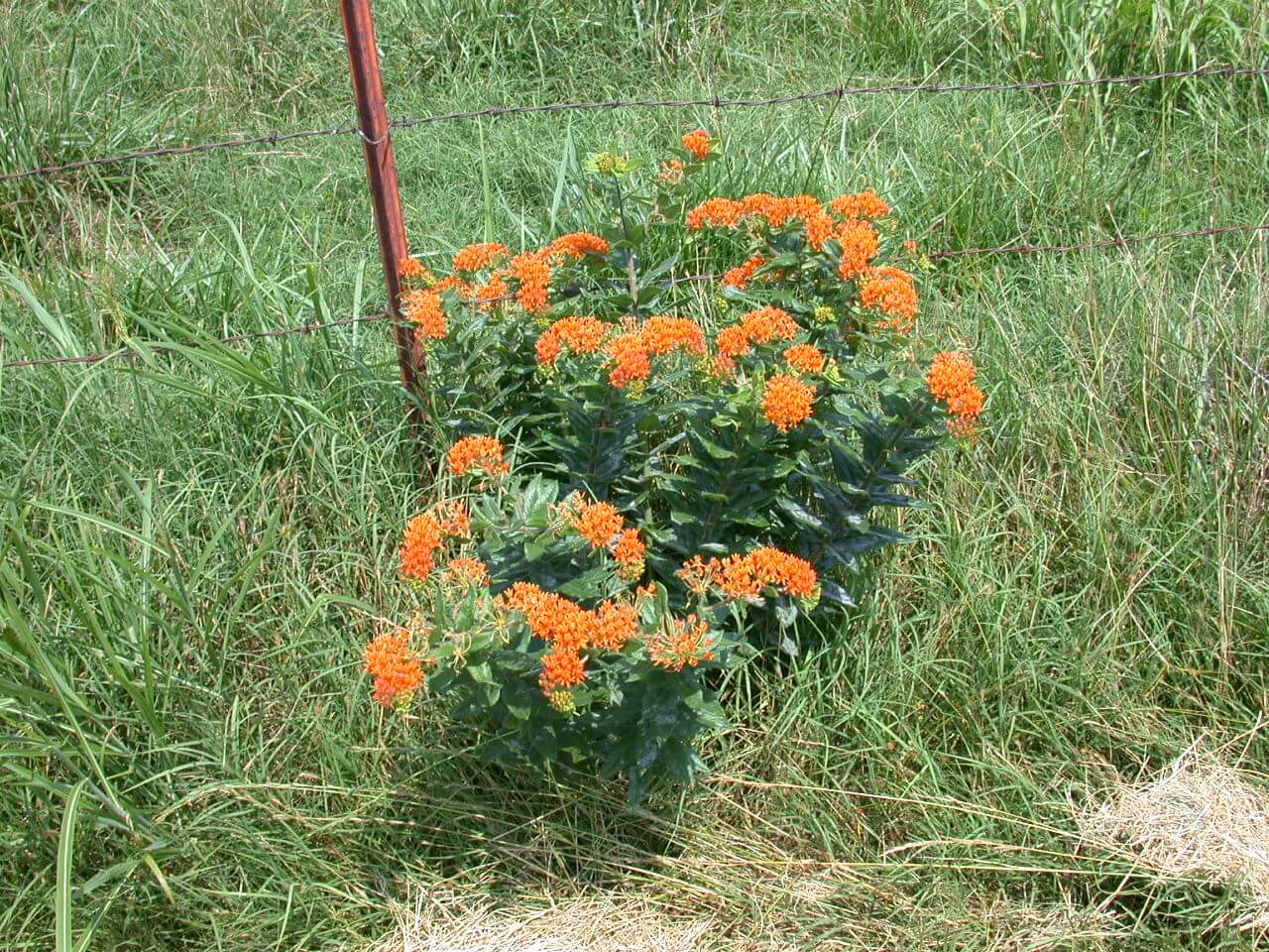 Butterfly Milkweed Butterfly Milkweed