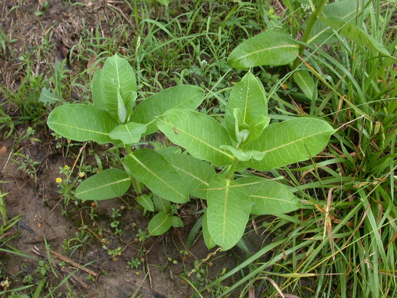 Milkweed Plant