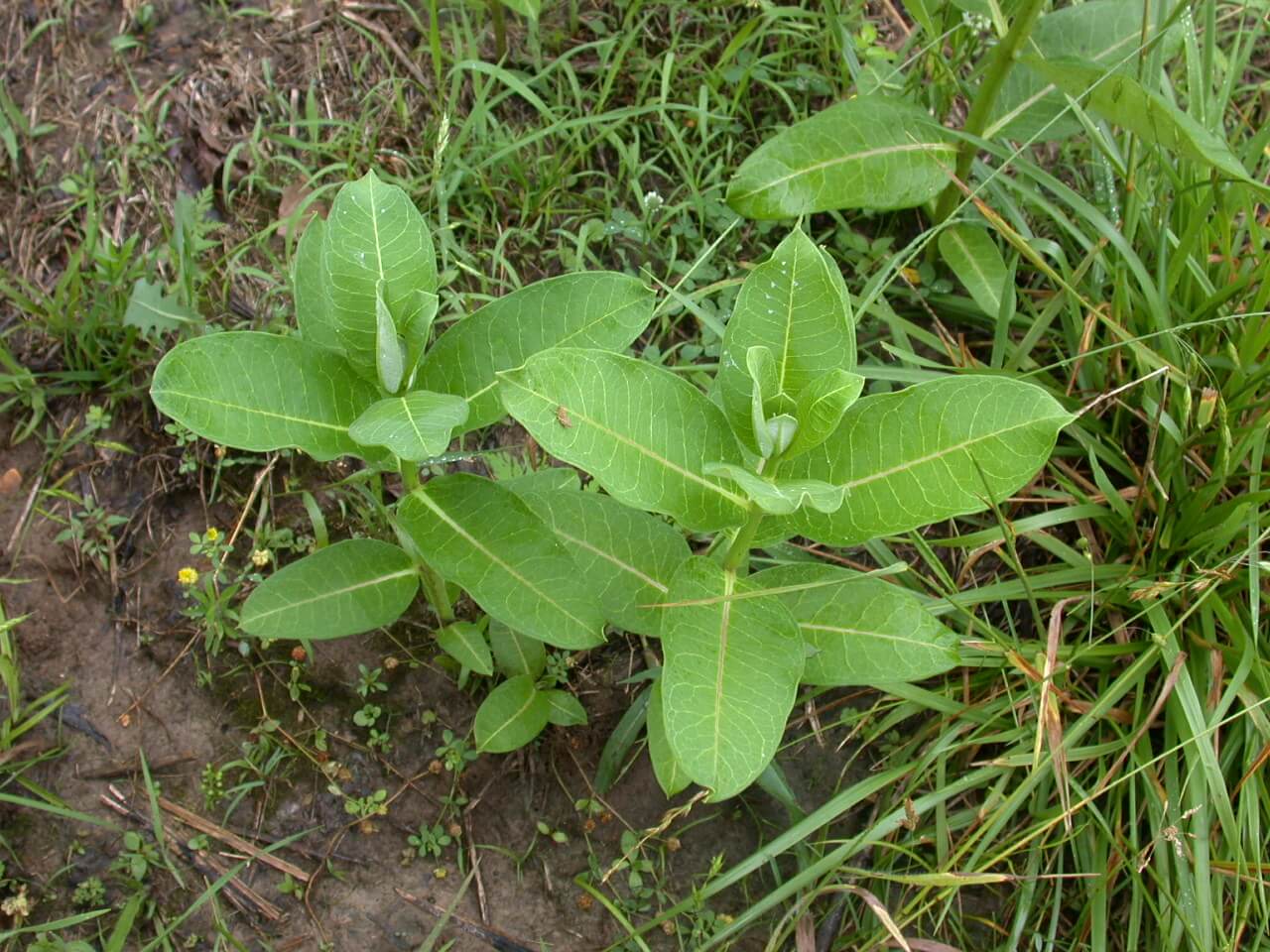 Milkweed Plant Milkweed Plant