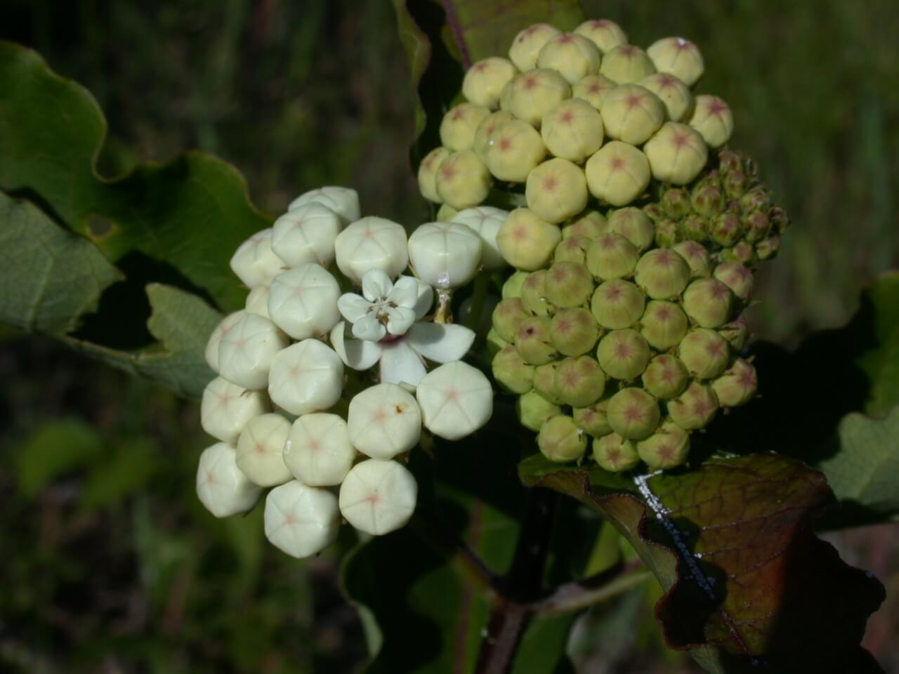 common milkweed bloom white and green flowers