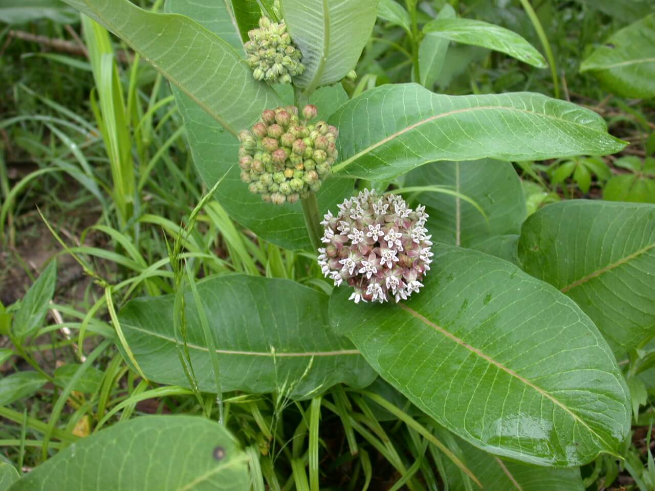 Common milkweed bloom white and green flowers.