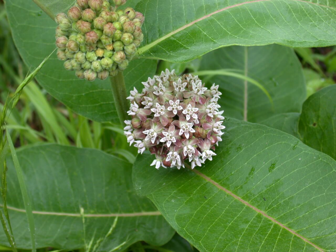 Common milkweed bloom white and green flowers.