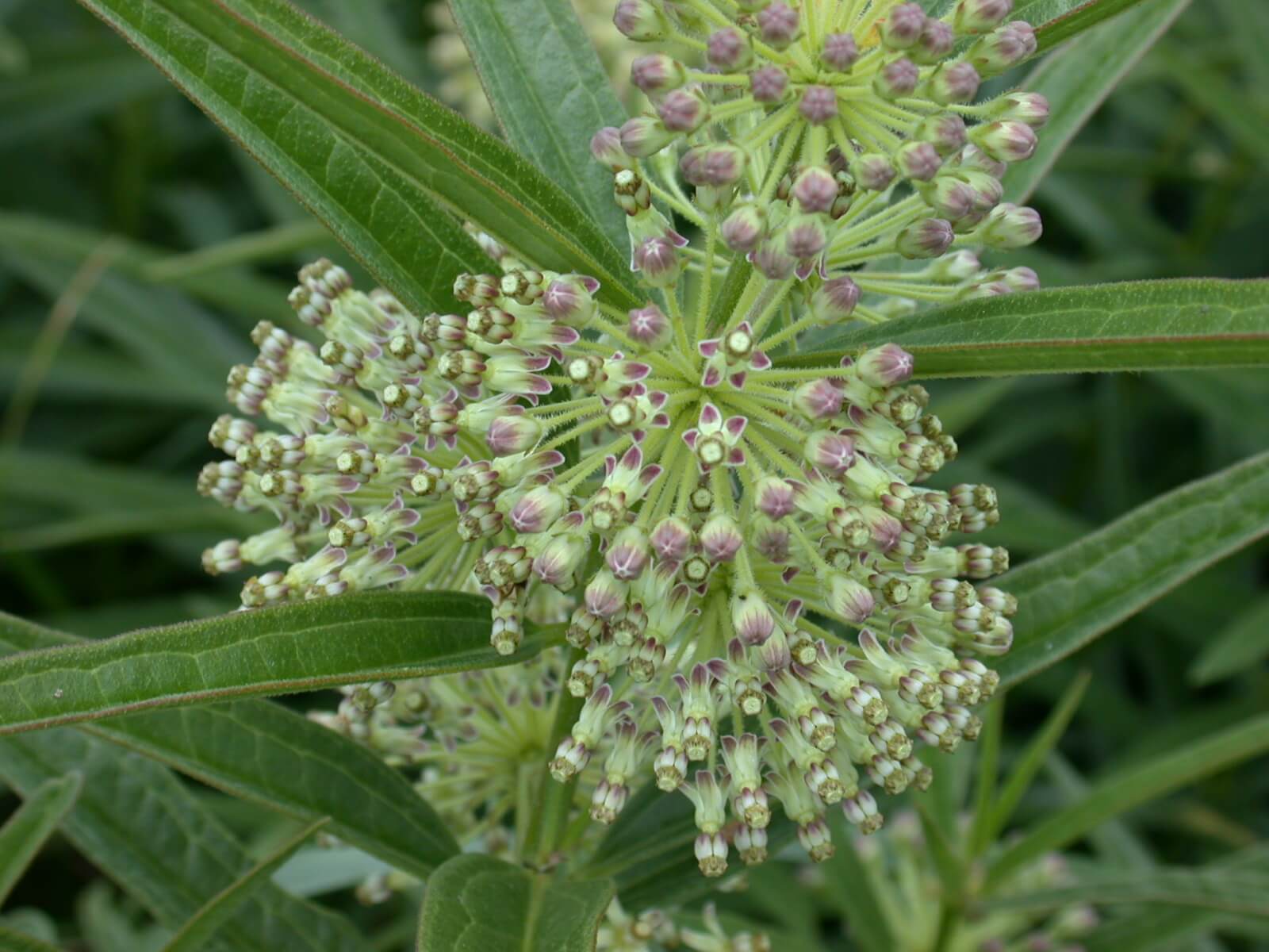 Common milkweed bloom white and green flowers.