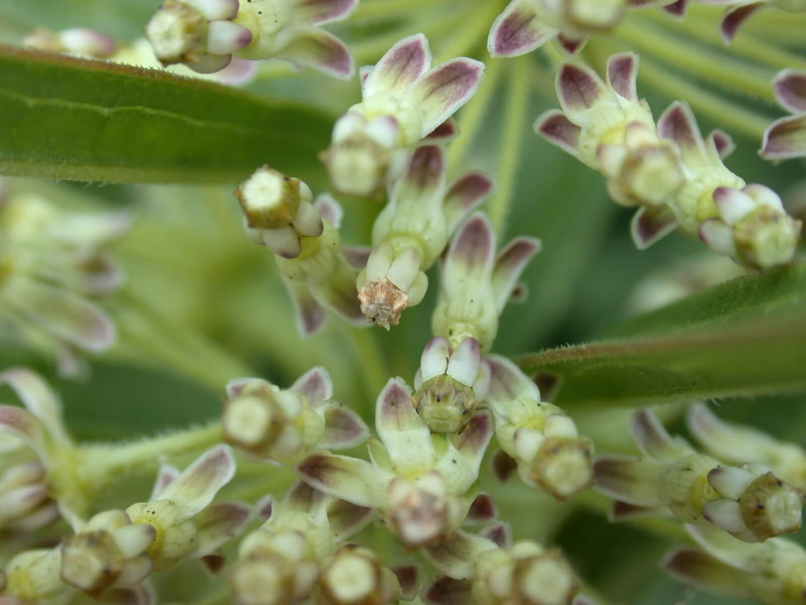 Common milkweed bloom white and green flowers.