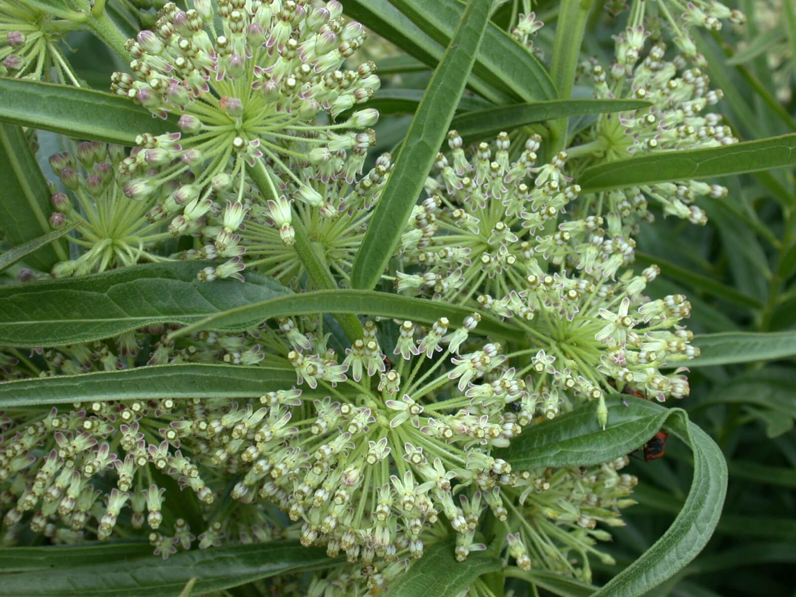 Common milkweed bloom white and green flowers.